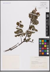 Foto von Salix aurita L.